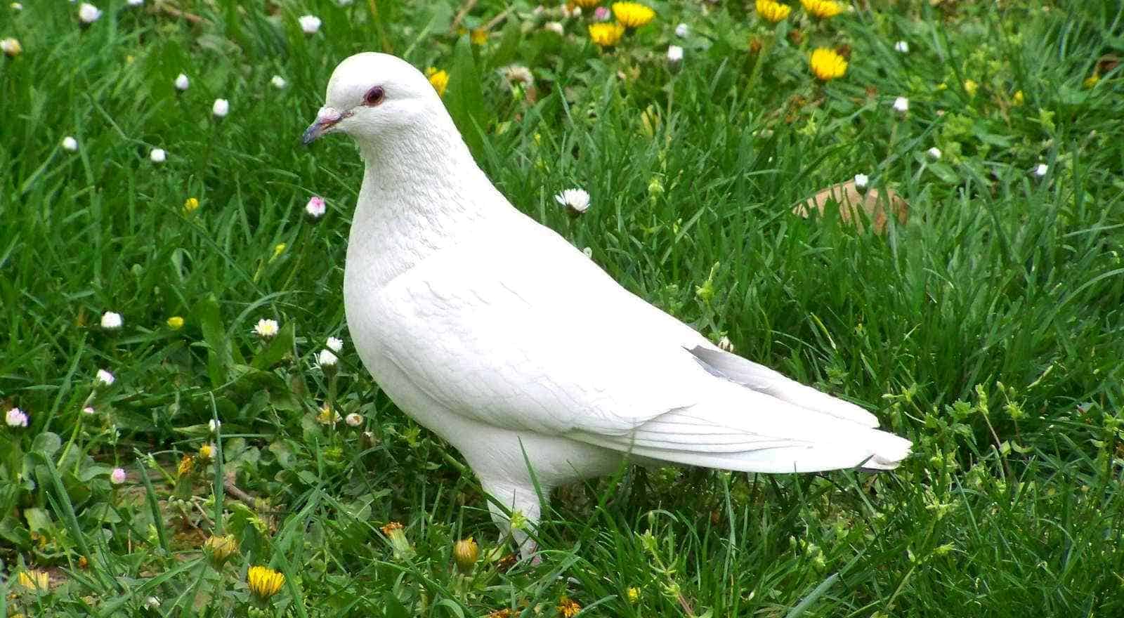 the-white-dove