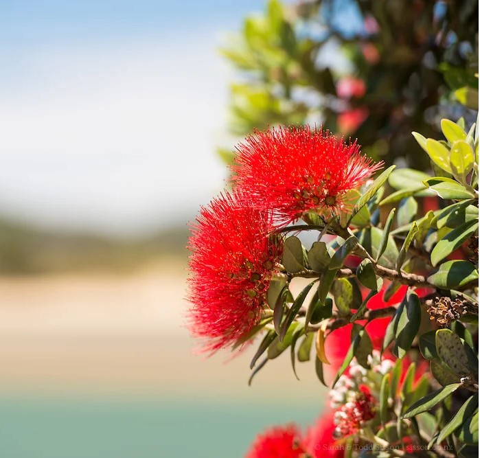 Pohutukawa